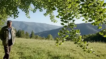 Ginkgo leaves moving in a breeze as a man in his sixties walks slowly beneath the branches at the edge of a meadow